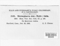 Erysiphe penicillata image
